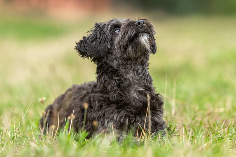 cute little yorkiepoo dog on a meadow looking upwards