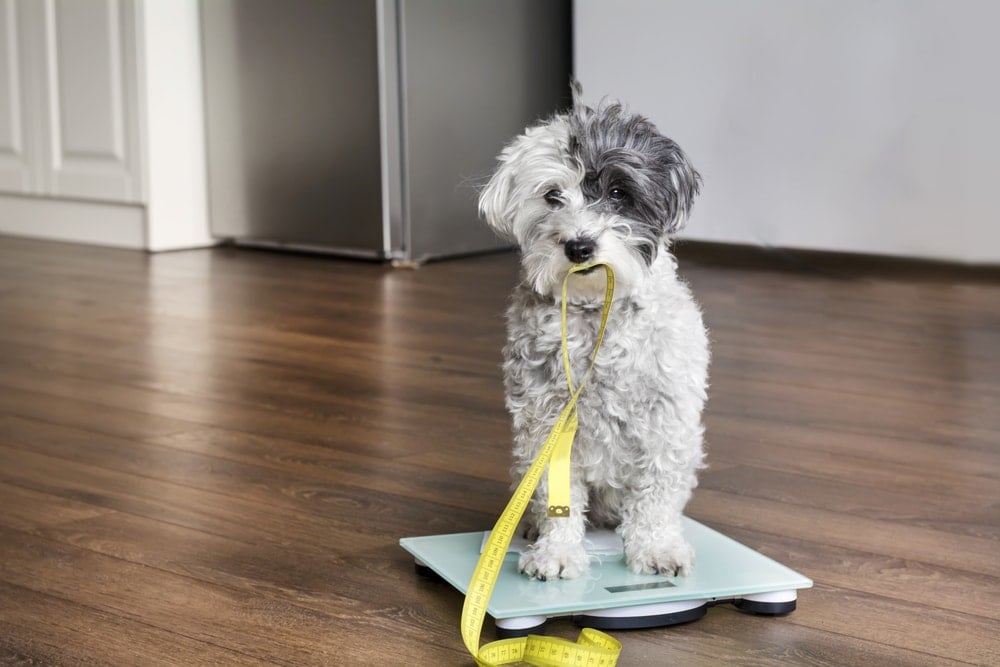 cute-poodle-dog-sitting-on-weigh-scales-with-measuring-meter-in-the-mouth