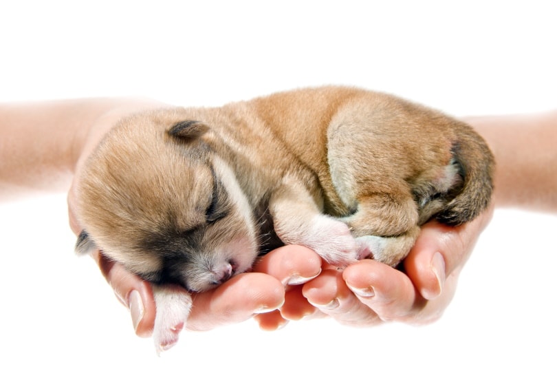 cute puppy on mans hand