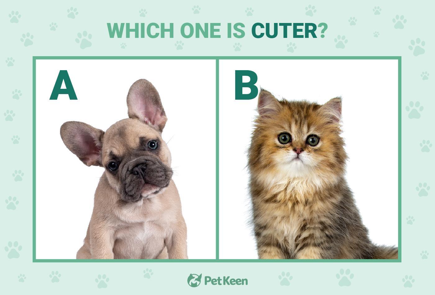cute puppy vs cute kitten test - image 1