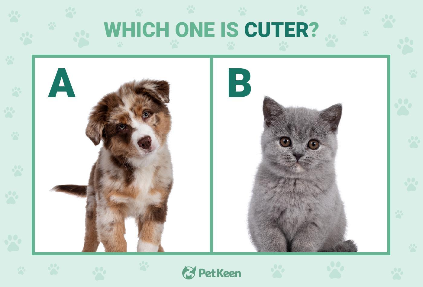 cute puppy vs cute kitten test - image 2
