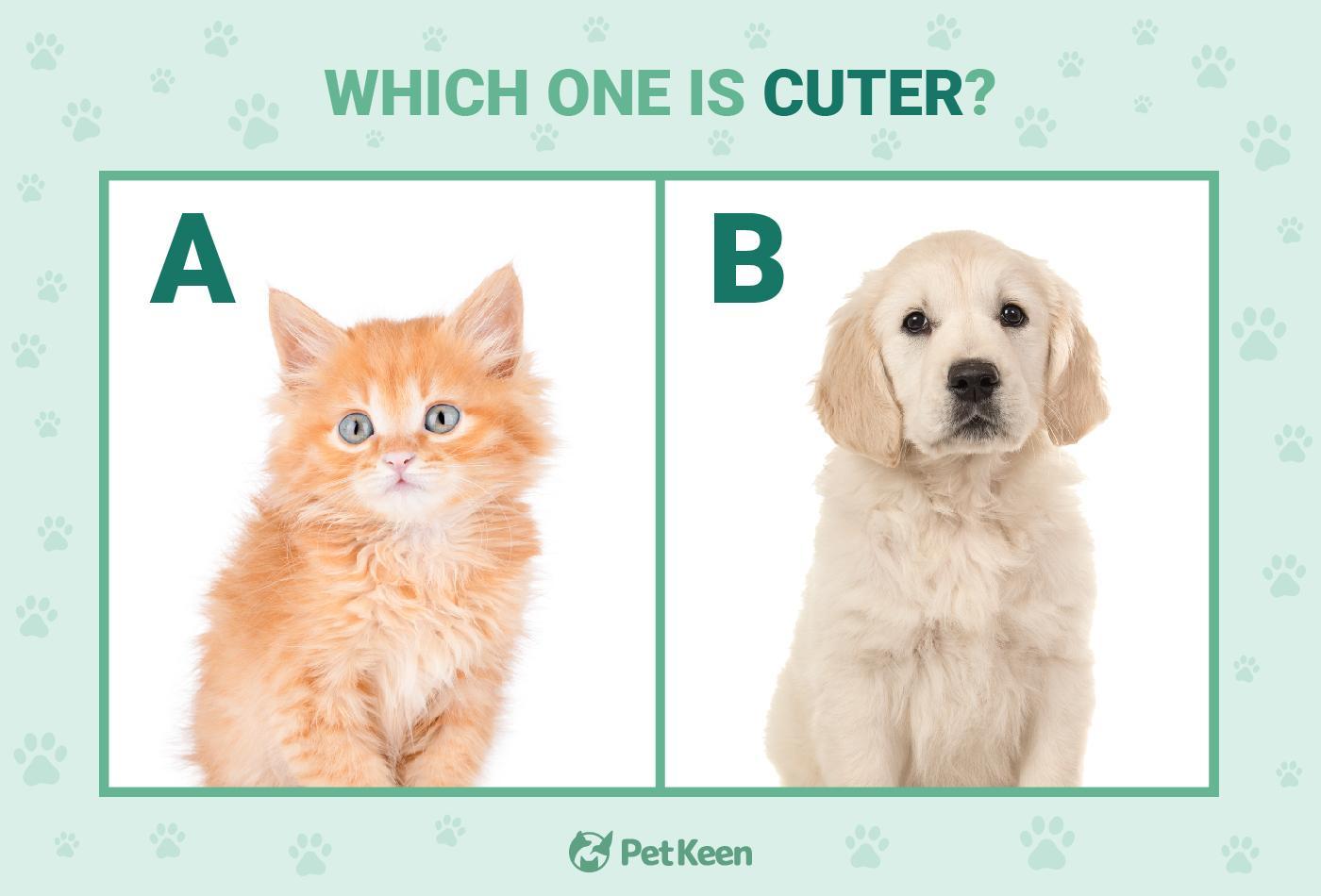cute puppy vs cute kitten test - image 3