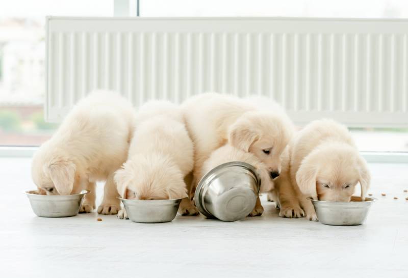 cute retriever puppies eating from bowls at home