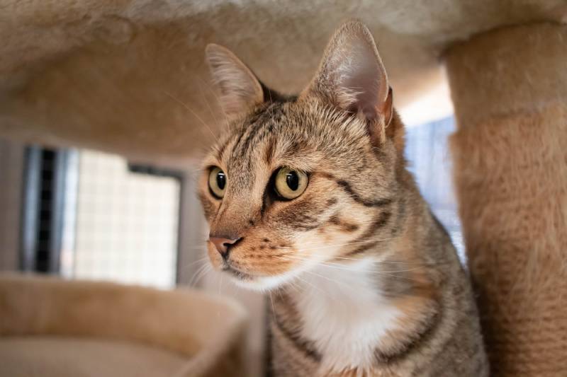 cute tabby rescue cat in an animal shelter waiting to be adopted