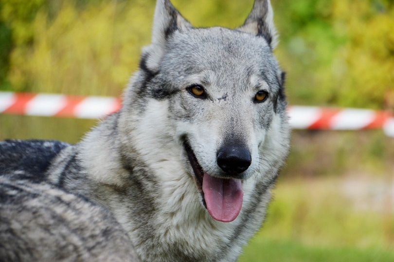czechoslovakian-wolfdog-pixabay2