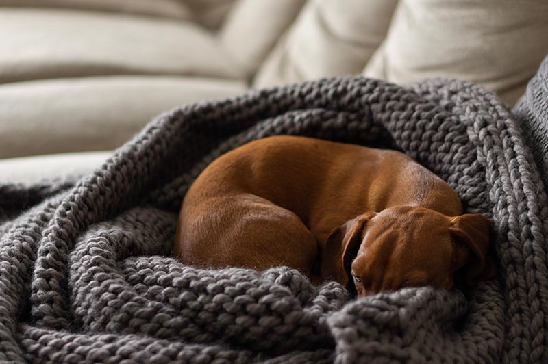 dachshund curled up in a ball on a knitted blanke