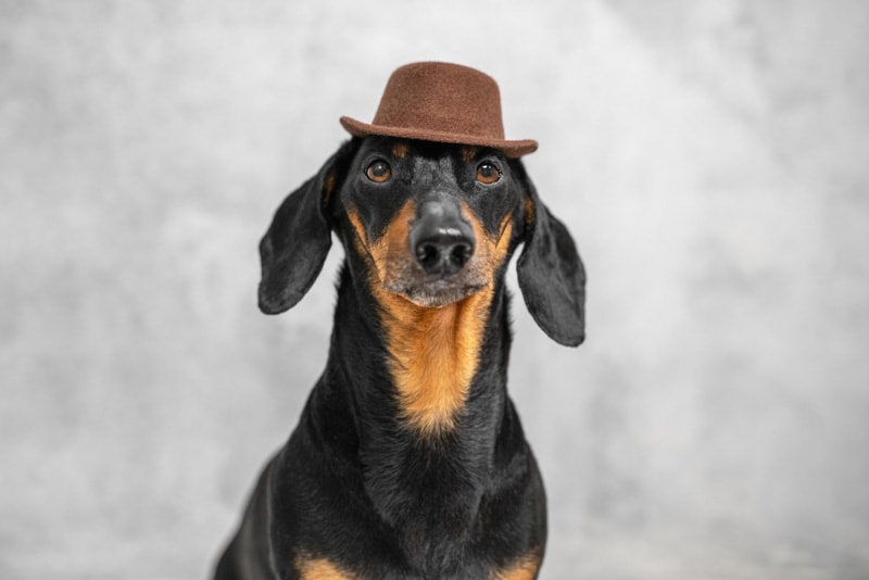 dachshund dog dressed in a brown elegant hat
