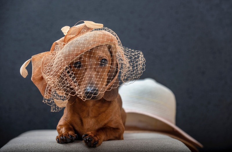 dachshund dog in a stylish designer hat with a veil