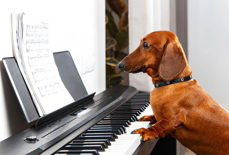 dachshund dog playing the piano