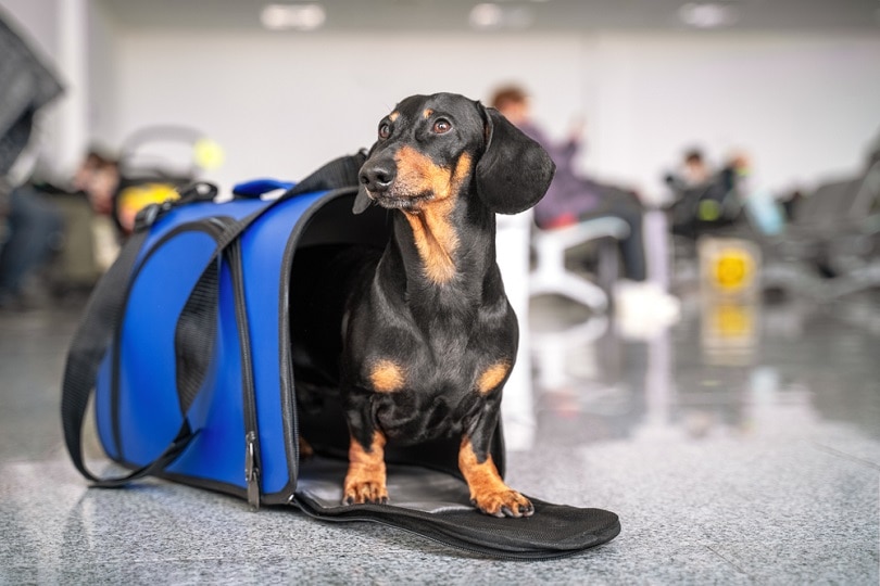 dachshund-dog-sits-in-blue-pet-carrier_Masarik_shutterstock