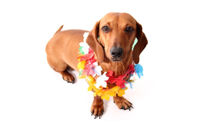 dachshund dog wearing hawaiian lei on a white background
