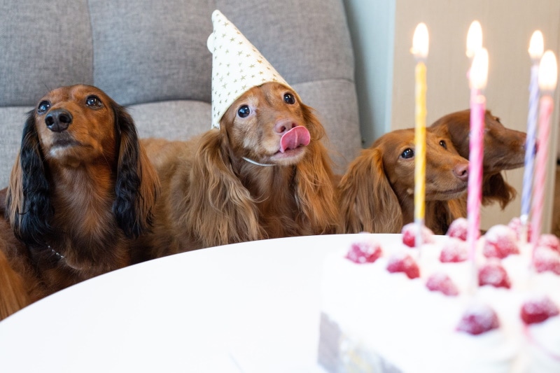 dachshund dogs in birthday party