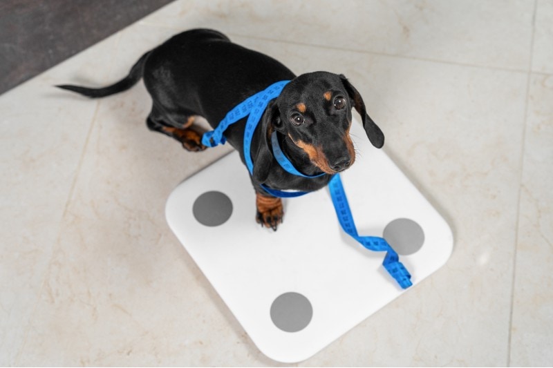 dachshund is weighed on a scale wrapped in measuring tape