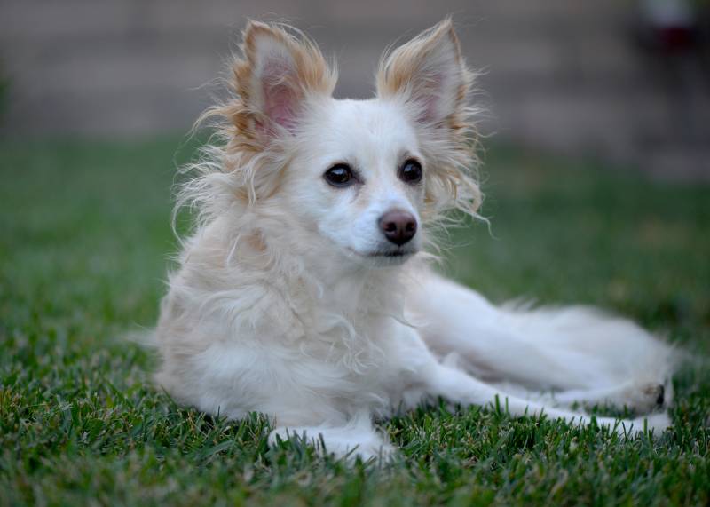 dachshund papillon mixed breed dog sitting on the grass