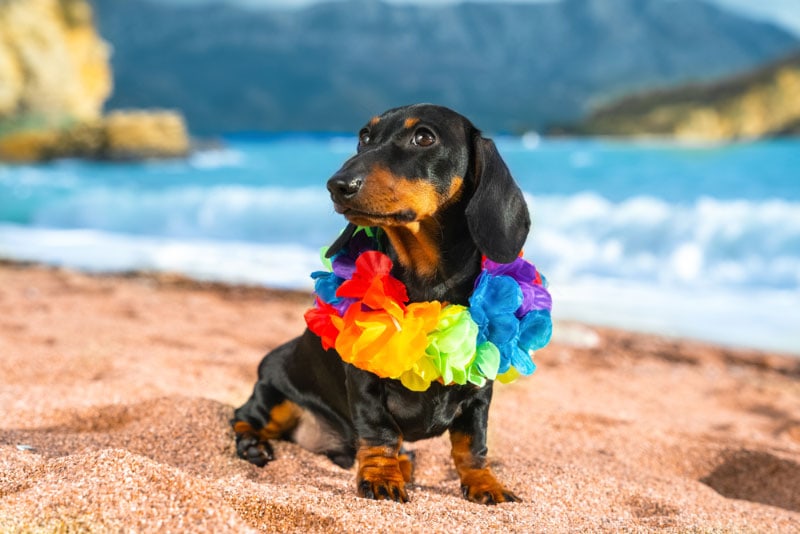 dachshund puppy in flower hawaiian necklace