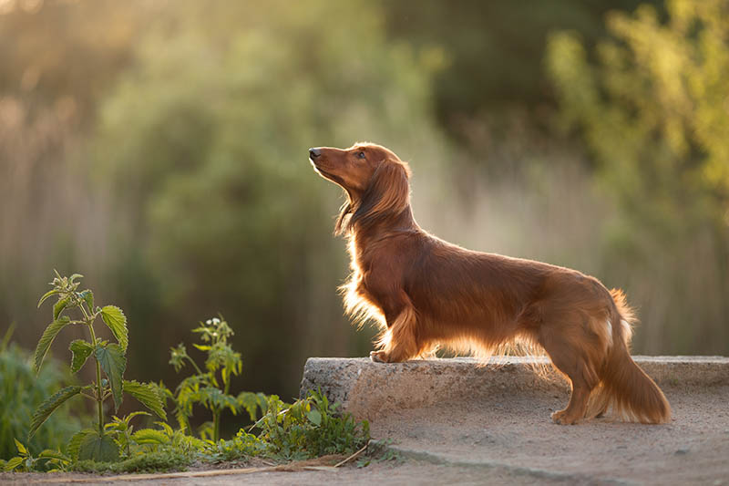 dachshund puppy in the park