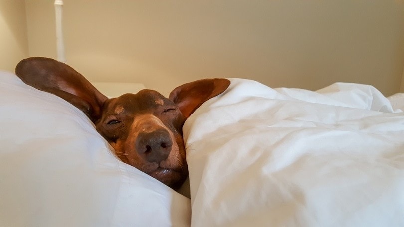 dachshund sleeping on bed