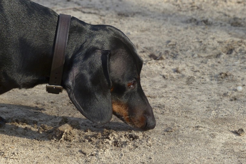 dachshund sniffing on sand