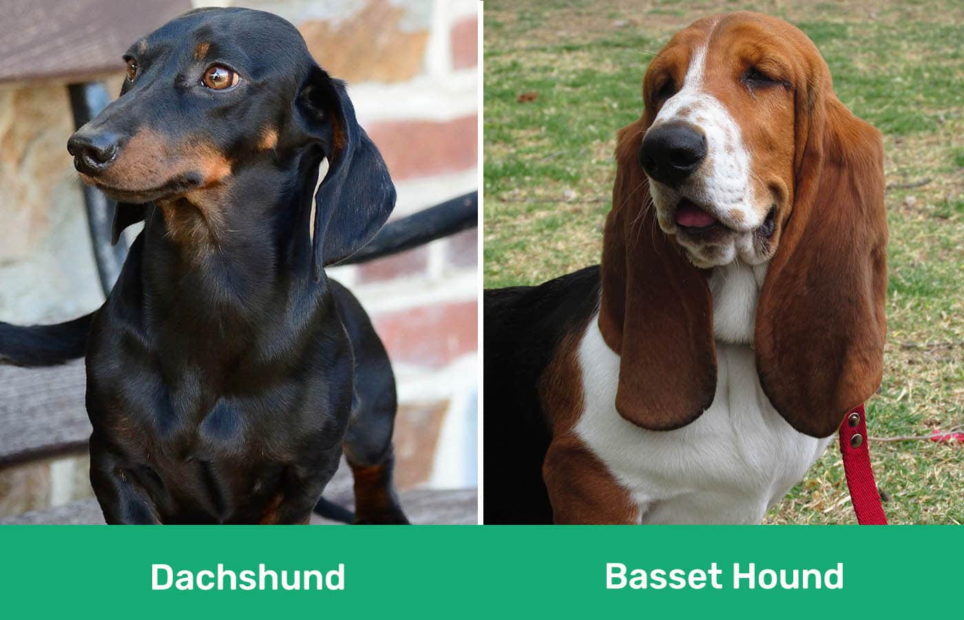 dachshund vs basset hound side by side