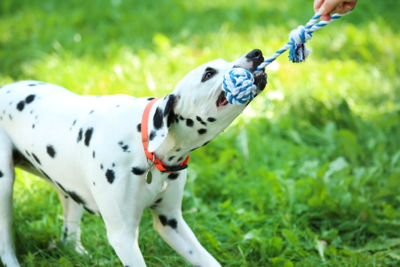 dalmatiam dog playing chew toy