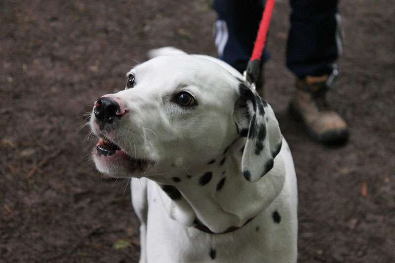 dalmatian dog on a leash barking at the park