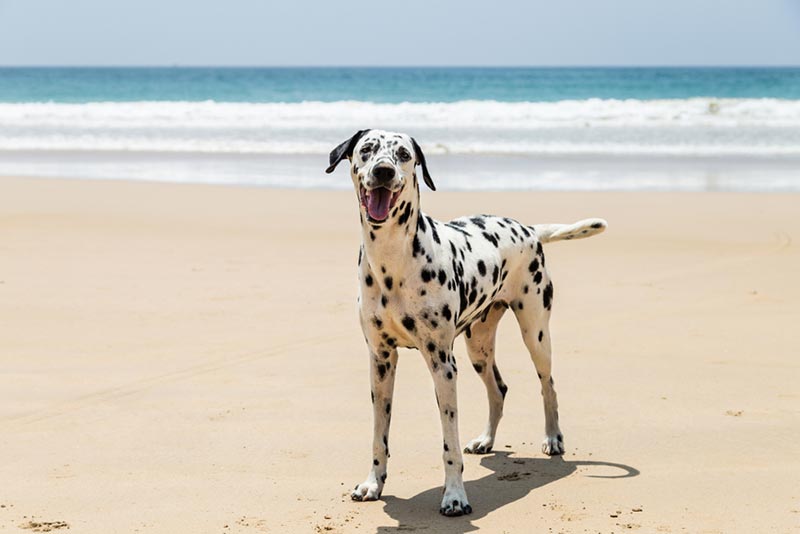 How Much Do Dalmatians Cost? (2024 Price Guide) Dogster