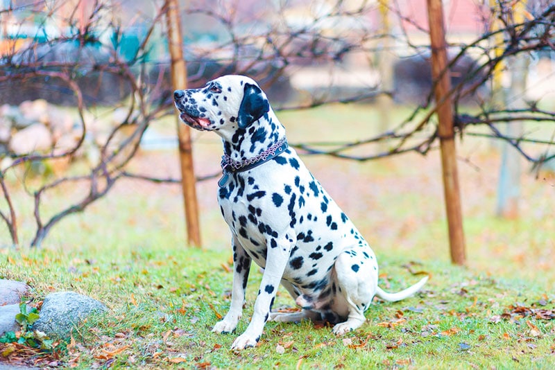 dalmatian dog sitting on the grass