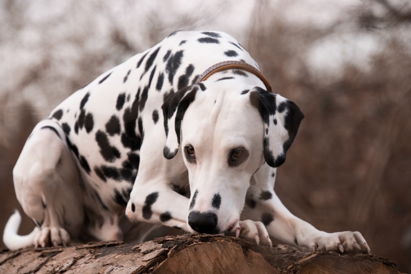 dalmatian dog_Piqsels
