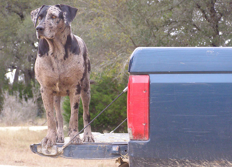dalmatian great dane dog mix standing at the back of a blue truck