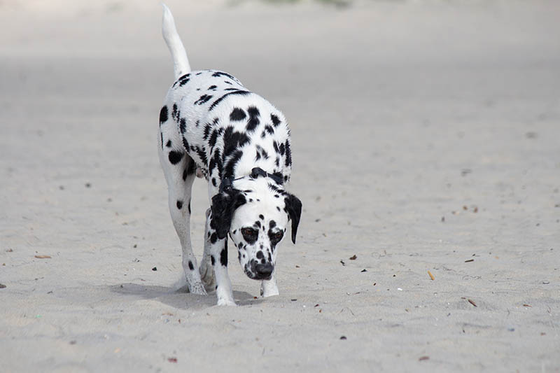 dalmatian great dane mix dog at the beach