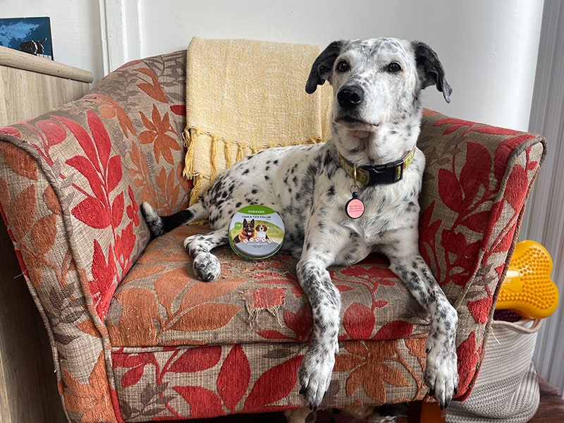 dalmatian mix dog sitting on the couch next to sobaken flea and tick collar packaging