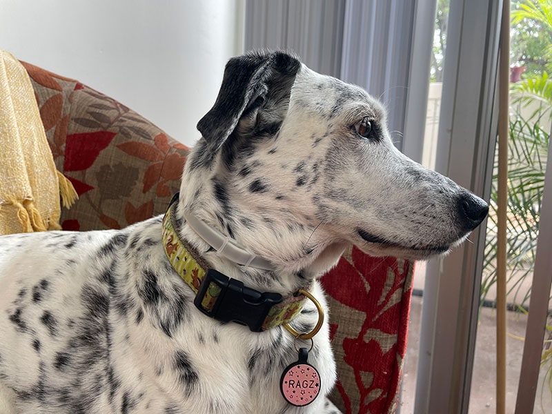 dalmatian mix dog wearing sobaken flea and tick collar
