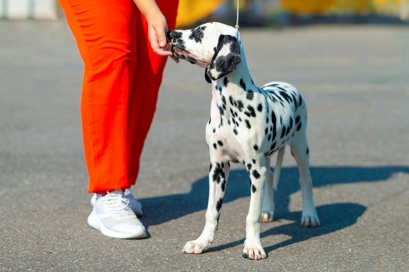 dalmatian puppy having treats