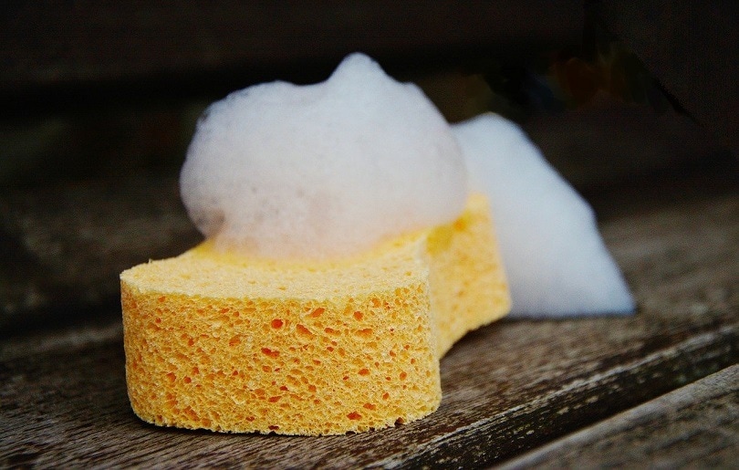 damp sponge-pixabay