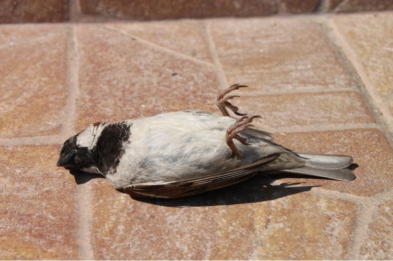dead bird sparrow