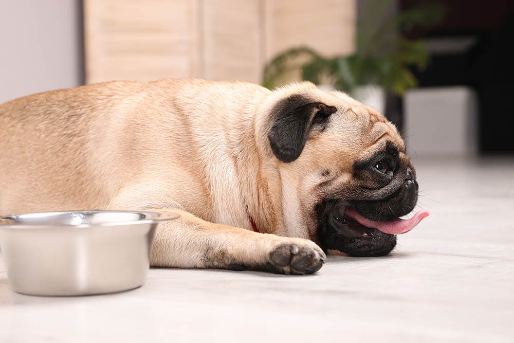 dehydrated pug beside a bowl