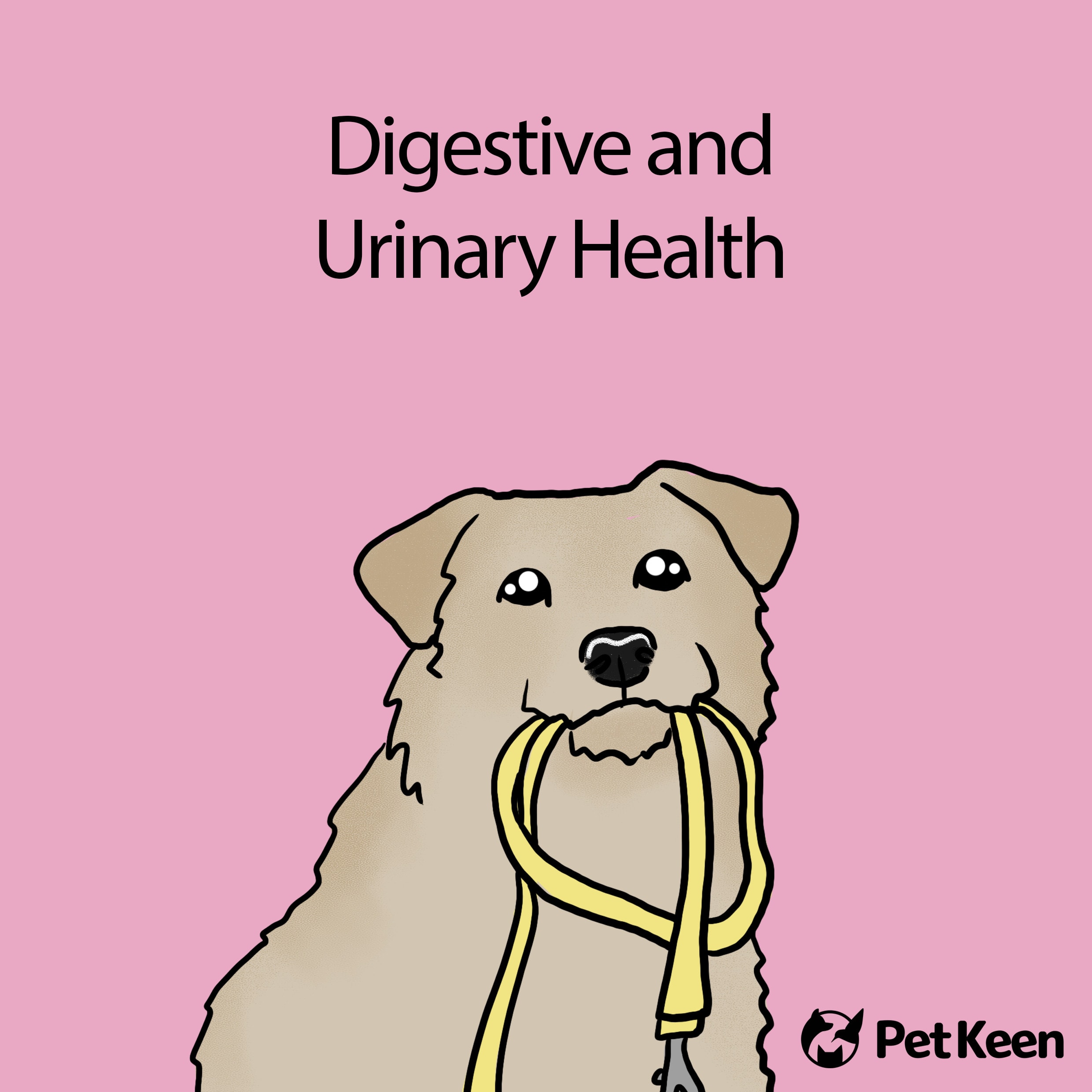 digestive + urinary health
