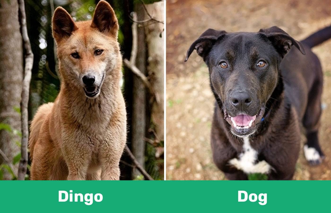 dingo vs dog - side by side 1