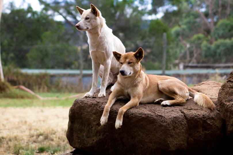 dingos in wildlife park