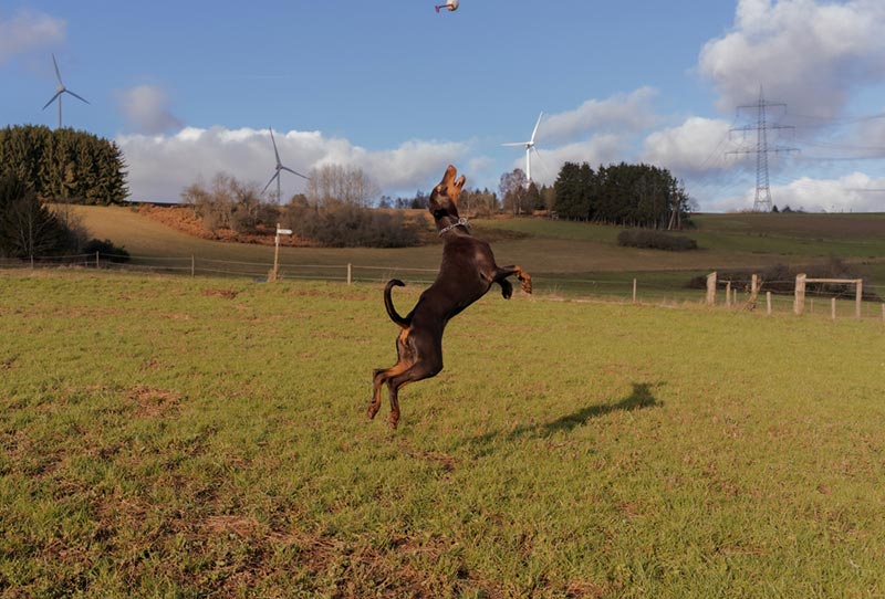 doberman dog jumping high to fetch a ball