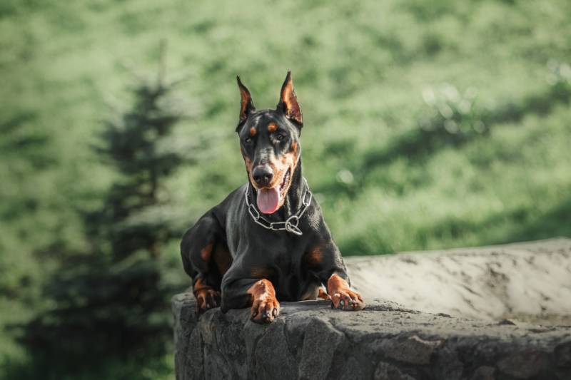 doberman dog lying at the edge of the cliff