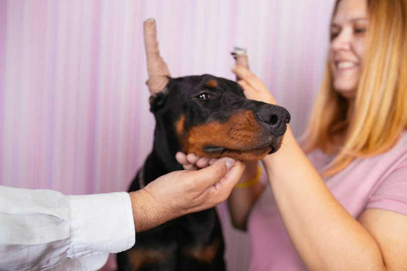 doberman puppy getting veterinary treatment