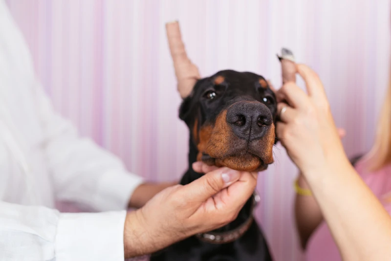 doberman puppy with cropped ears getting vet treatment
