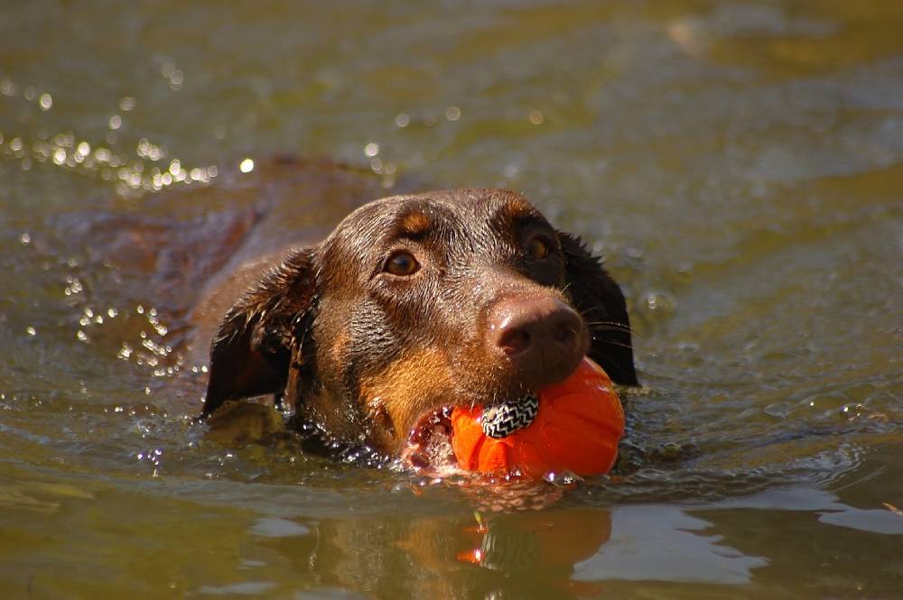 doberman swimming with ball toy on its mouth