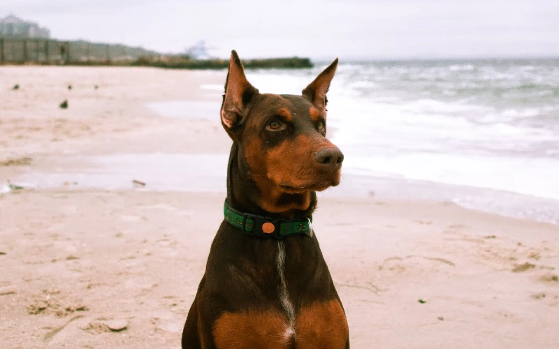doberman with cropped ears on the beach