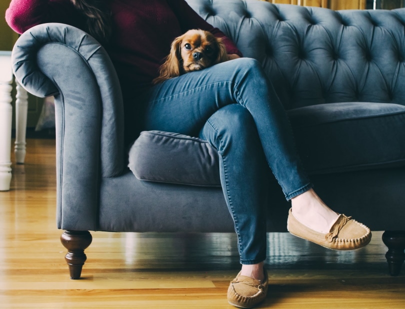 dog and owner sitting on couch