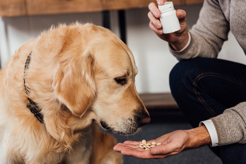 A dog looking at medicine