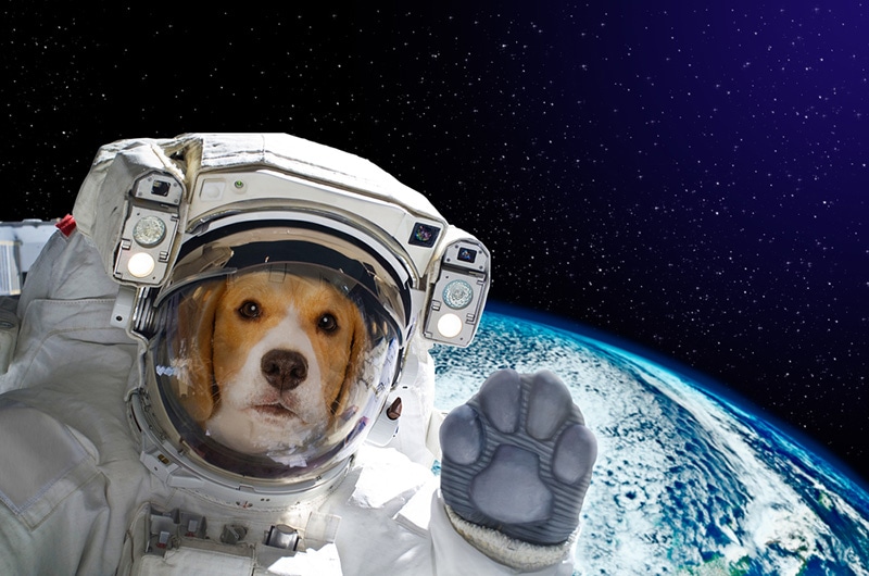 dog astronaut in space