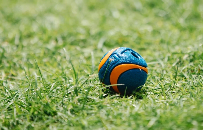 dog ball toy on grass