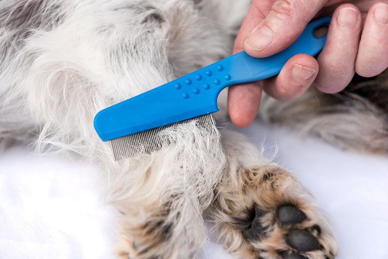 dog being examine for fleas with the flea comb
